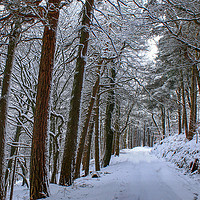 Buy canvas prints of Winter Woodland by Mark S Rosser