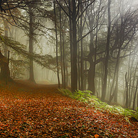 Buy canvas prints of Woodland Mist by Mark S Rosser