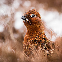 Buy canvas prints of Red Grouse by Mark S Rosser
