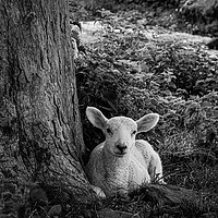 Buy canvas prints of Hadrians Lamb by Mark S Rosser