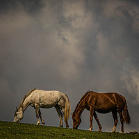 Buy canvas prints of Wild Horses by Mark S Rosser