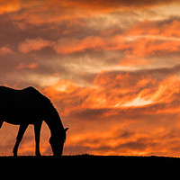 Buy canvas prints of Yorkshire Sunset silhouette by Mark S Rosser