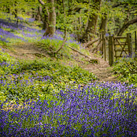 Buy canvas prints of Bluebell Woods by Mark S Rosser
