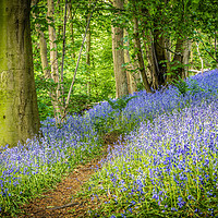 Buy canvas prints of Bluebells by Mark S Rosser