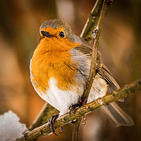 Buy canvas prints of Robin by Mark S Rosser