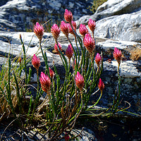 Buy canvas prints of Wild flowers on Table Mountain, cape Town. by George Haddad