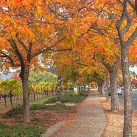 Buy canvas prints of walk under the red trees by jonathan nguyen
