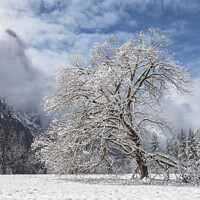 Buy canvas prints of oak tree with snow by jonathan nguyen