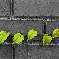 Buy canvas prints of Green Leaves by jonathan nguyen