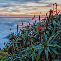 Buy canvas prints of Coastal Aloes 2 by jonathan nguyen