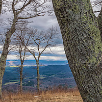 Buy canvas prints of Trees  by jonathan nguyen