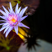 Buy canvas prints of Waterlily  by jonathan nguyen