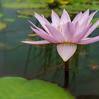 Buy canvas prints of Waterlily 2 by jonathan nguyen