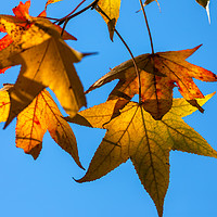 Buy canvas prints of Autumn Leaves  by jonathan nguyen