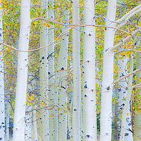 Buy canvas prints of Aspen White by jonathan nguyen