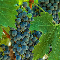 Buy canvas prints of Grapes 1 by jonathan nguyen