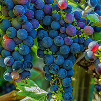 Buy canvas prints of Grapes 2 by jonathan nguyen