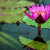 Buy canvas prints of Waterlily by jonathan nguyen