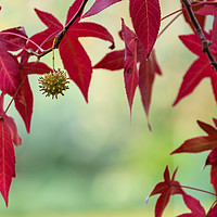 Buy canvas prints of Red Autumn Leaves by jonathan nguyen