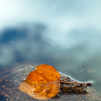 Buy canvas prints of The Leaf by jonathan nguyen
