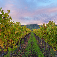 Buy canvas prints of Vineyard In The Fall by jonathan nguyen