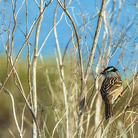 Buy canvas prints of White Crowned Sparrow (Zonotrichia leucophrys) by jonathan nguyen