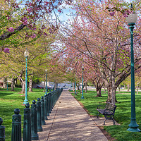 Buy canvas prints of Bloom In The Park by jonathan nguyen