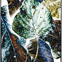 Buy canvas prints of Leaves Abstract 1 by jonathan nguyen