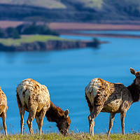 Buy canvas prints of Three Lady Elks by jonathan nguyen