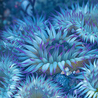 Buy canvas prints of Flowers Of The Sea by jonathan nguyen
