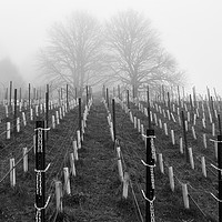 Buy canvas prints of Young Vines BW by jonathan nguyen