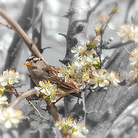 Buy canvas prints of Sparrow On The Branch by jonathan nguyen