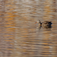 Buy canvas prints of Duck in Grant Lake by jonathan nguyen