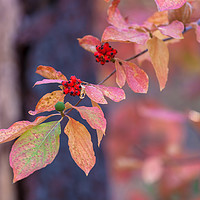 Buy canvas prints of Dogwood Autumn Leaves by jonathan nguyen