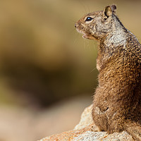 Buy canvas prints of Ground Squirrel by jonathan nguyen