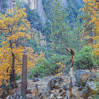 Buy canvas prints of Yosemite In Autumn by jonathan nguyen