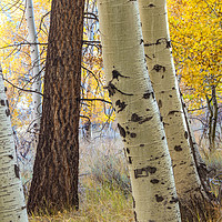 Buy canvas prints of Aspens and Redwood by jonathan nguyen