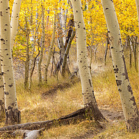 Buy canvas prints of aspen forest by jonathan nguyen