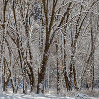 Buy canvas prints of Wintertime by jonathan nguyen