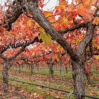 Buy canvas prints of Vines in Autumn by jonathan nguyen