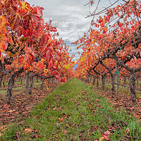 Buy canvas prints of Autumnal Grapevines by jonathan nguyen