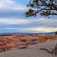 Buy canvas prints of Bryce Point Pine by jonathan nguyen