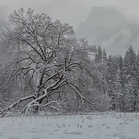 Buy canvas prints of Yosemite Winter  by jonathan nguyen
