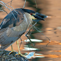 Buy canvas prints of Portrait of a black-crowned night heron by jonathan nguyen