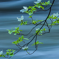 Buy canvas prints of dogwoods against current  by jonathan nguyen