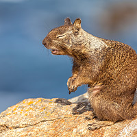 Buy canvas prints of Sunbathing ground squirrel by jonathan nguyen