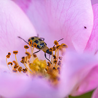 Buy canvas prints of beetle in rose by jonathan nguyen