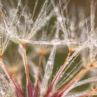 Buy canvas prints of Dandelion with Dew by jonathan nguyen