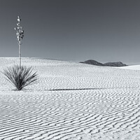 Buy canvas prints of lone yucca bw by jonathan nguyen