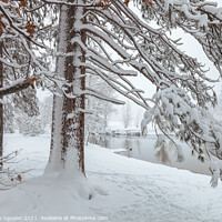 Buy canvas prints of pine tree with snow  by jonathan nguyen